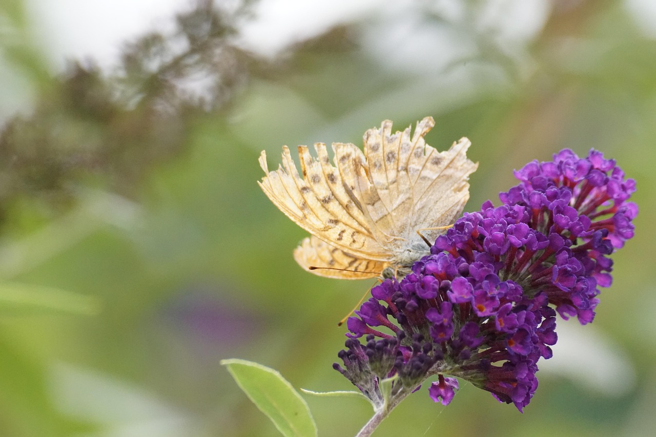 Butterfly Flower Pollinate Free photo on Pixabay Pixabay