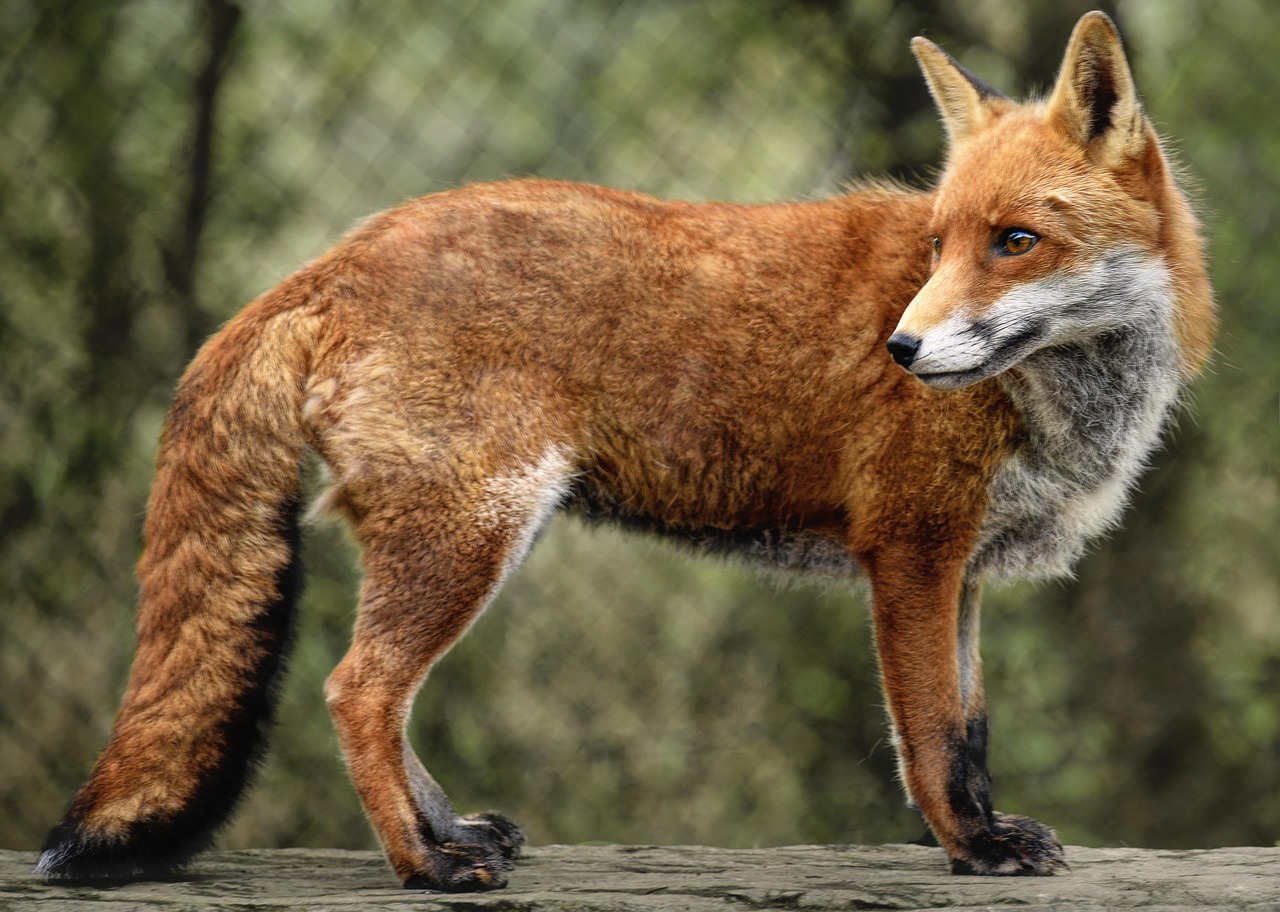 300 Kostenlose Rotfuchs Und Fuchs Bilder Pixabay