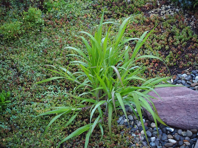 Free Plant Tufts Of Grass photo and picture