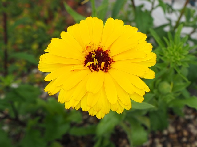 Free Flower Marigold photo and picture