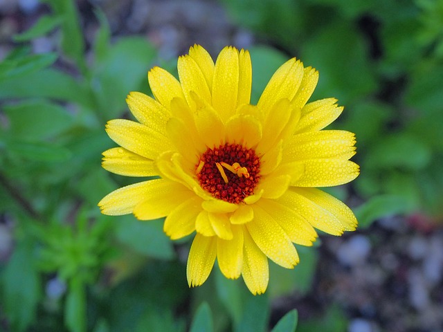 Free Flower Marigold photo and picture
