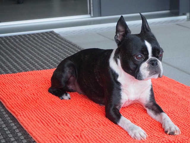 Free Animal Dog photo and picture