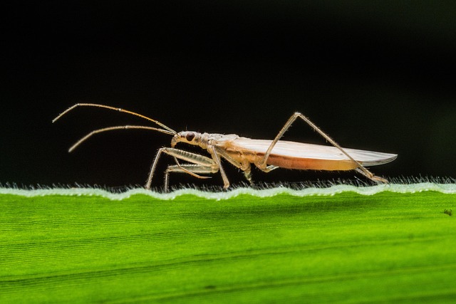 Free Bug Insect photo and picture