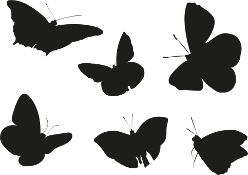 Free Butterfly Silhouettes Butterflies vector and picture