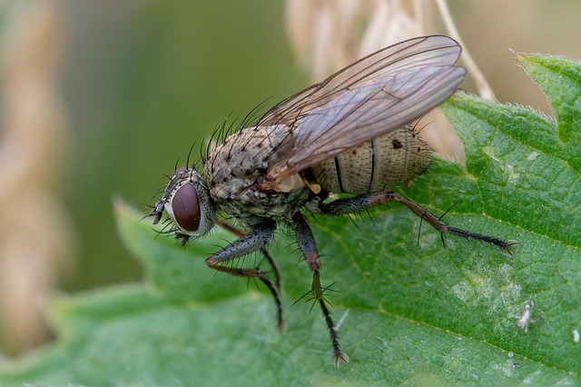 Free Fly Insect photo and picture