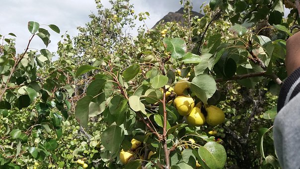 Natuur, Peren Fruit, Landschap