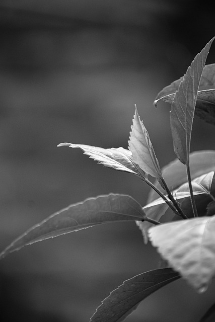 Planten, Bladeren, Gebladerte, Natuur