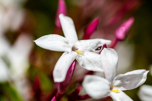 Blumen, Blumentapete, Schöne Blumen