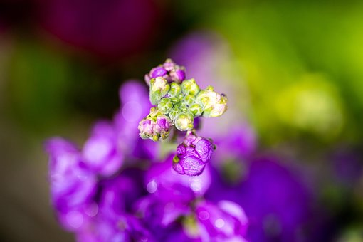 Frühling, Schöne Blumen, Wildblumen