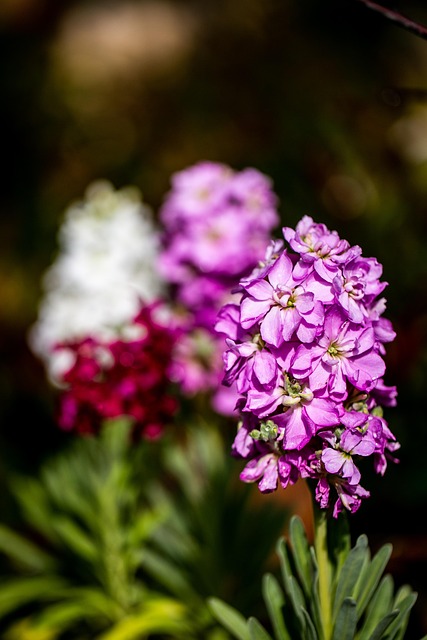 Wildblumen, Blumen, Blumentapete, Garten
