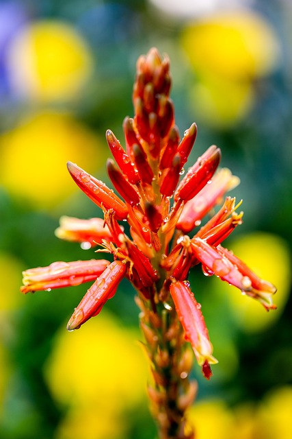 Wildblumen, Blumen Hintergrund, Blume