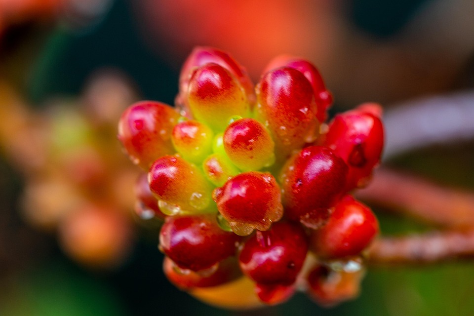 wildflower-7417941_960_720.jpg