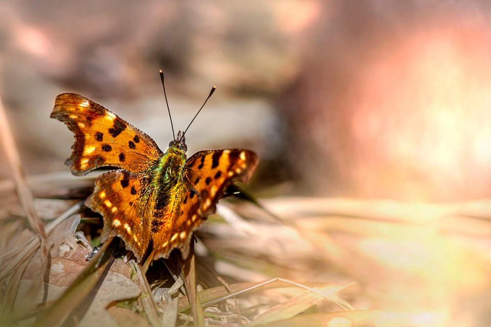 Comma Looking Insect Insect Comma Butterfly - Free photo on Pixabay - Pixabay