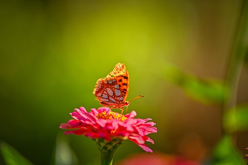 600以上の無料ピンクの蝶 蝶画像 Pixabay