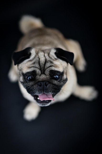 Free Pet Pug photo and picture