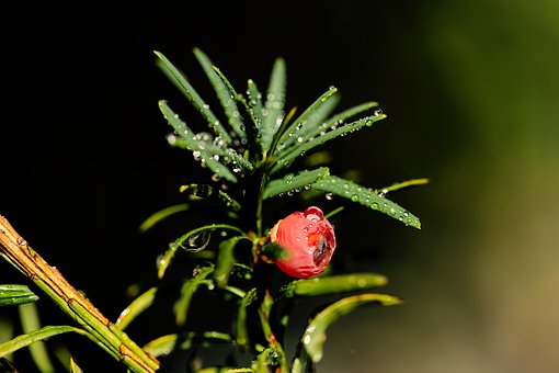 Nej, Taks Frugt, Dugdråbe, Træ, Natur