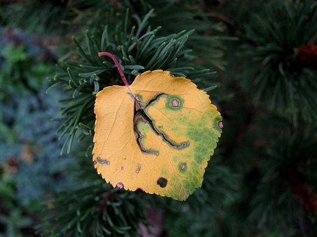 Free Leaf After Hail Sheet photo and picture
