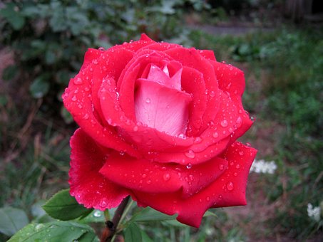 Free Rose Flower photo and picture