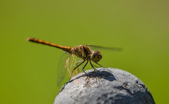 Free Dragonfly Insect photo and picture
