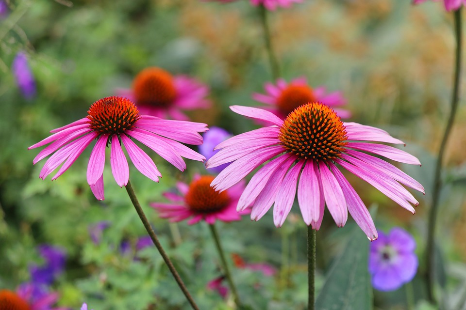 Purple Coneflowers Echinacea Free photo on Pixabay Pixabay