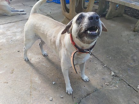 Free Dog Pet photo and picture