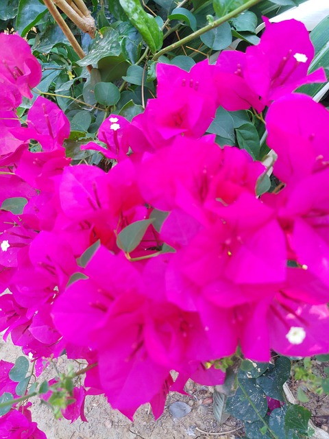 Free Flowers Nature photo and picture