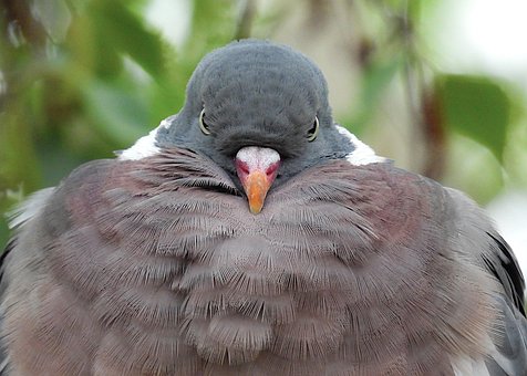 5以上の無料山鳩&キジバト画像 - Pixabay