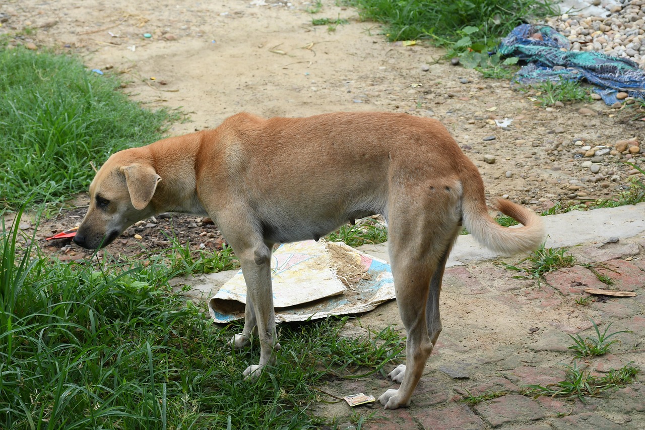 Dog Nepali Local Village Free photo on Pixabay Pixabay