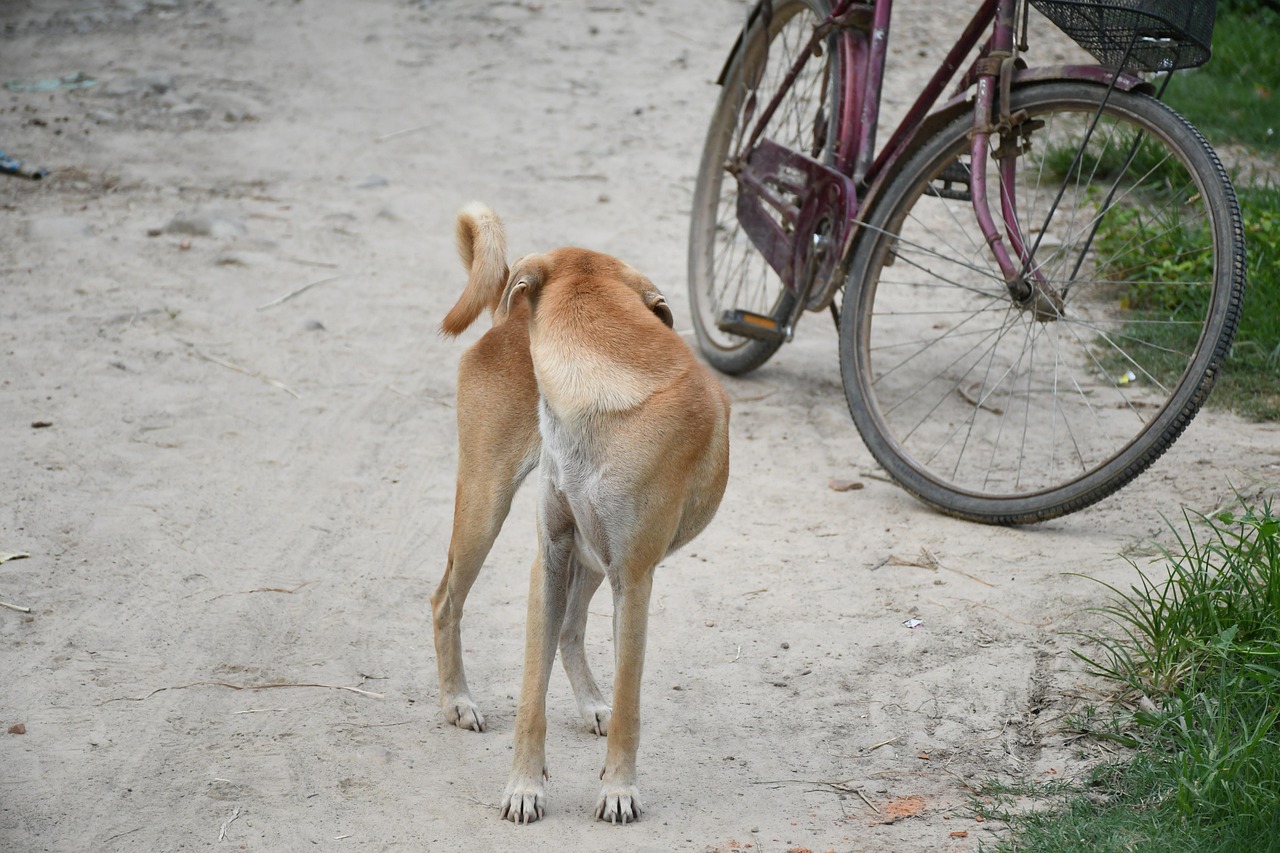 Dog Nepali Local Village Free photo on Pixabay Pixabay
