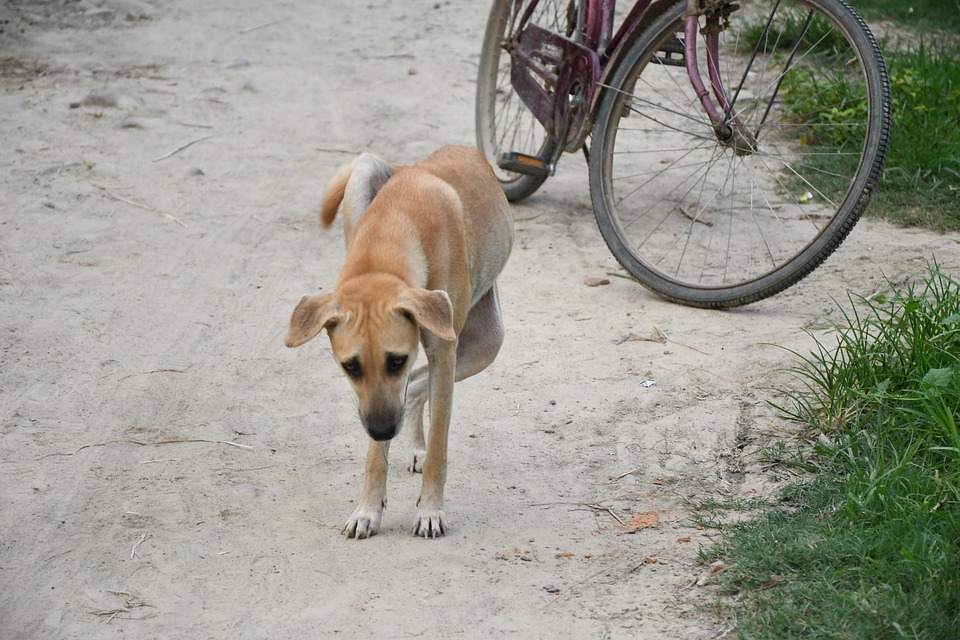 Dog Nepali Local Village Free photo on Pixabay Pixabay