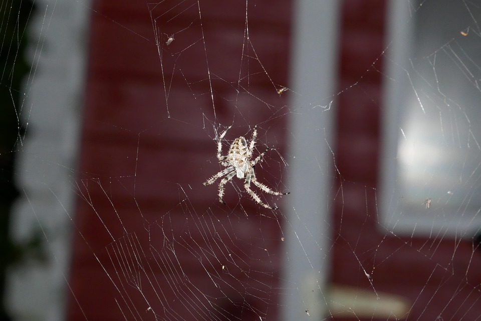 Spider Animal Web - Free photo on Pixabay - Pixabay
