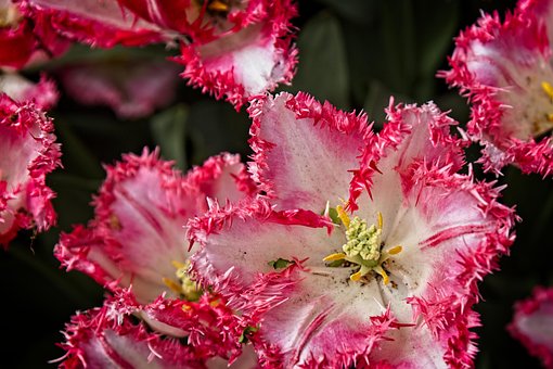 Tulipány, Květiny, Keukenhof, Jaro