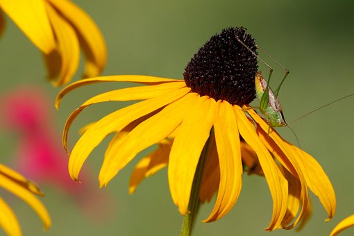 Katydid, Sortøjet Susan, Bestøvning