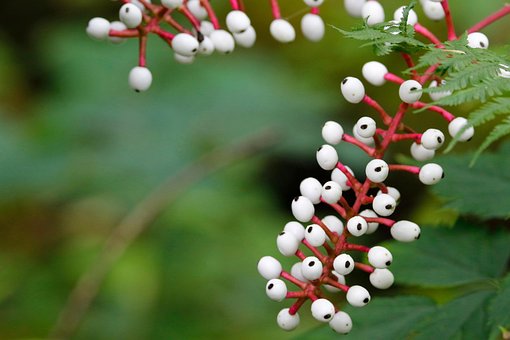 Banebær, Bugbanes, Cohosh, Bær, Plante