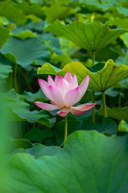 Free Lotus Flower photo and picture