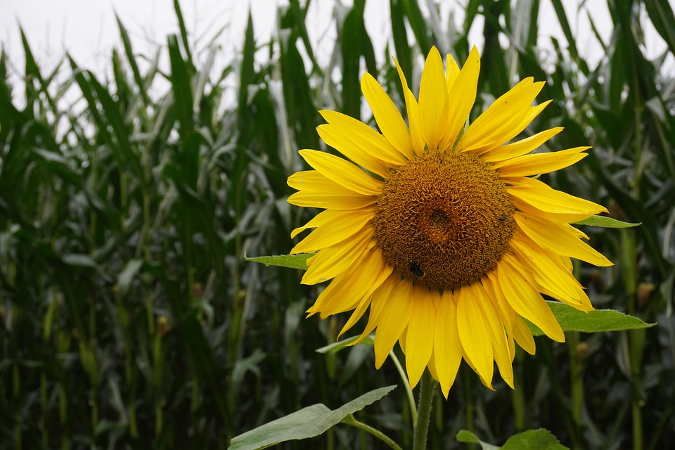 Sunflower Yellow Flower Bloom - Free photo on Pixabay - Pixabay