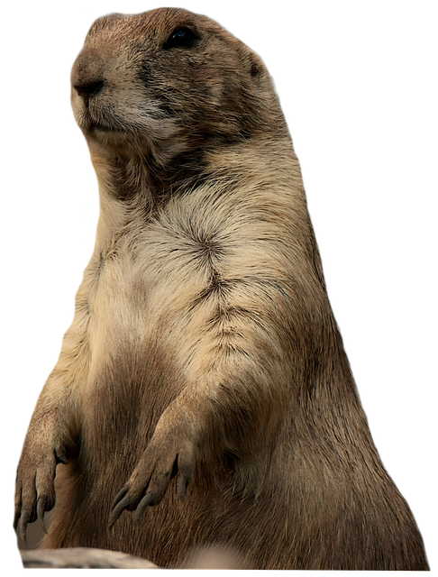 groundhog, wildlife, nature, animal, clipart, cutout