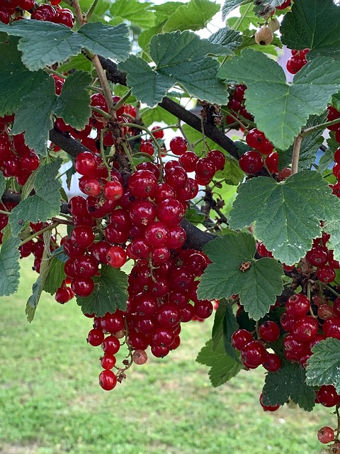Free Photo Harvest photo and picture
