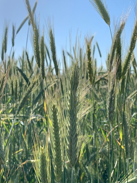 Free Photo Cereals photo and picture