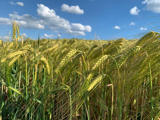 Free Photo Cereals photo and picture