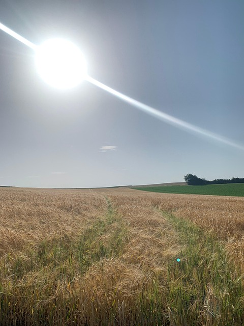 Free Photo Cereals photo and picture