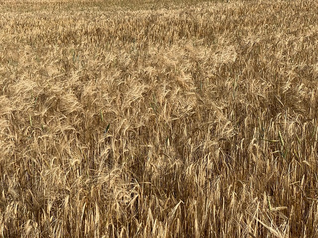 Free Photo Cereals photo and picture