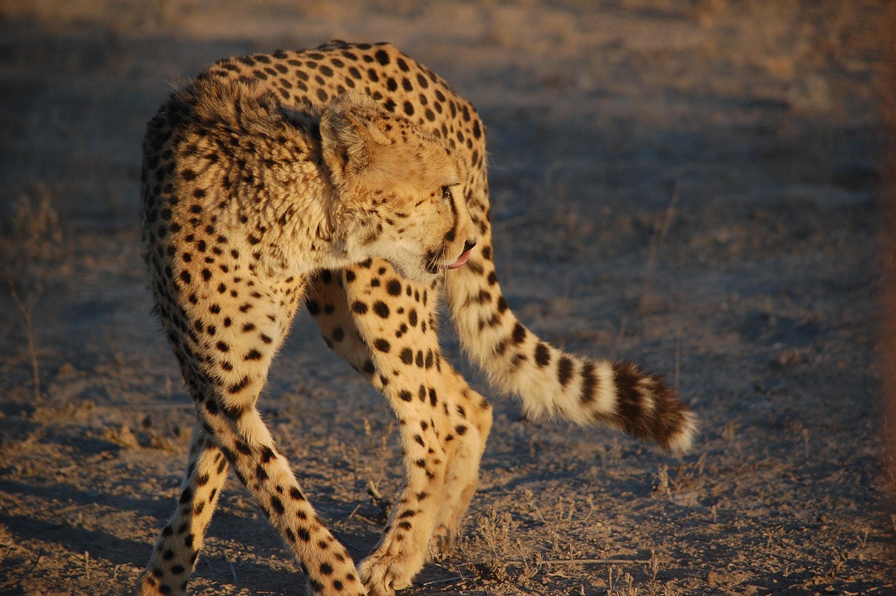 Guépard Prédateur Animaux - Photo gratuite sur Pixabay - Pixabay
