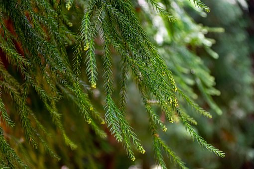 Free Branch Leaf photo and picture