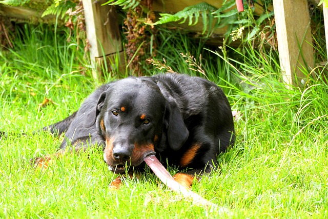Free Beauceron Dog photo and picture