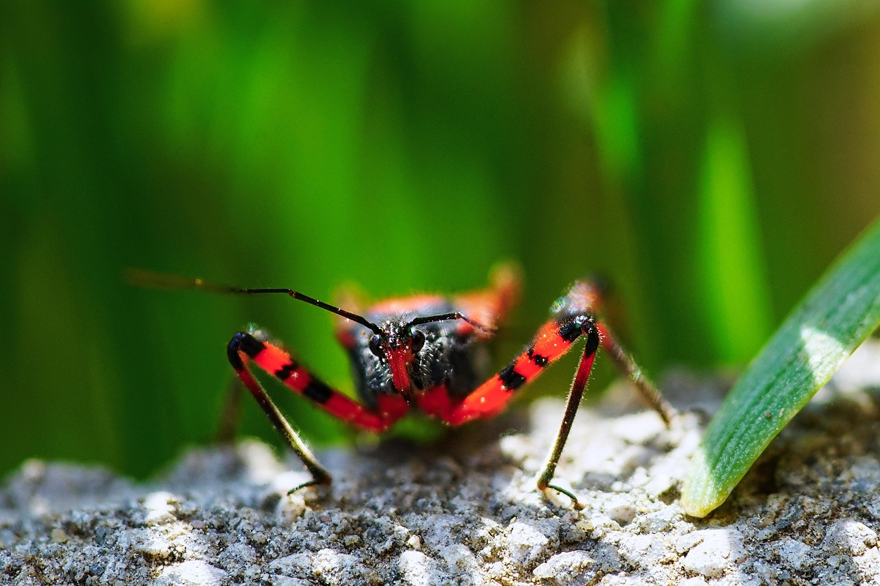 Bitel Insect Beetle Insect Close Up - Free photo on Pixabay