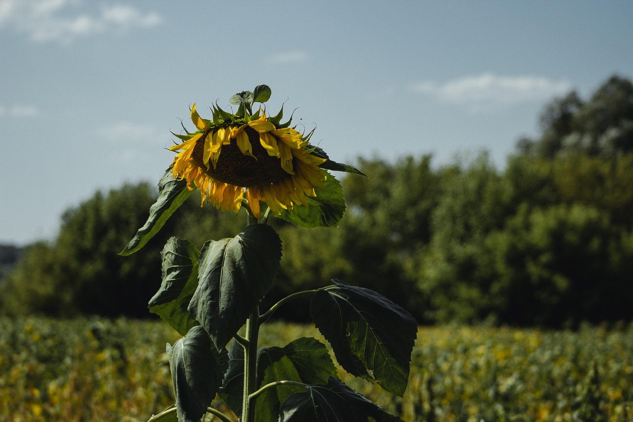 tournesol-plantes-sur-le-terrain-photo-gratuite-sur-pixabay-pixabay