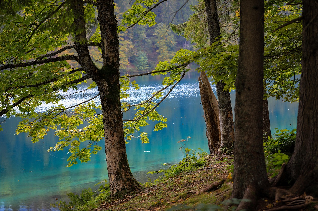 湖 树木 森林 - Pixabay上的免费照片 - Pixabay