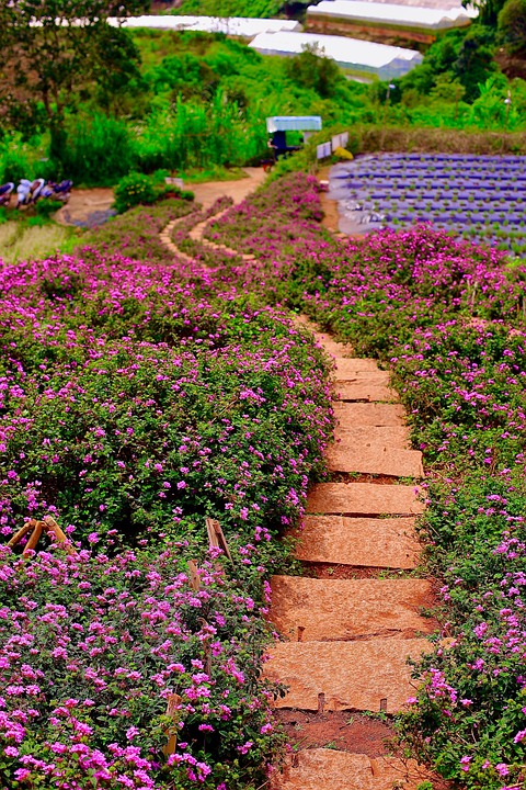 Flower Ladder Landscape - Free photo on Pixabay
