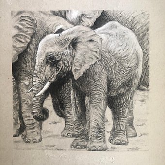 Free Elephant Charcoal photo and picture